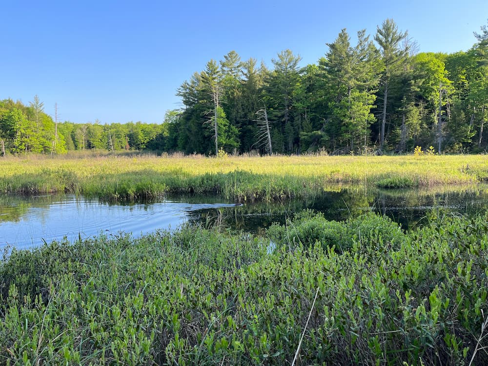 A beaver wetland
