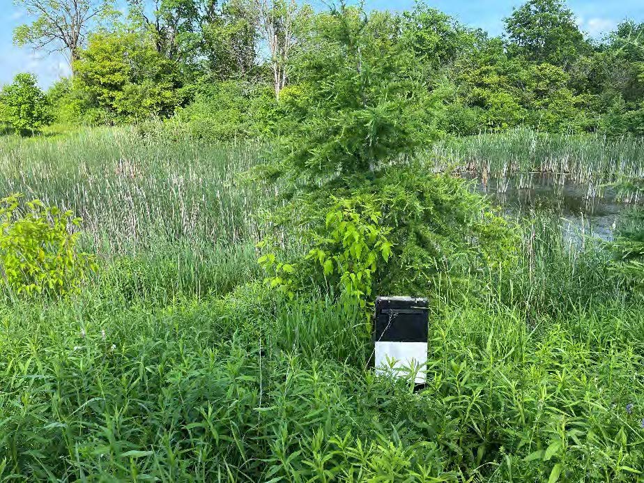 Addison Hall Wetland Design and Monitoring