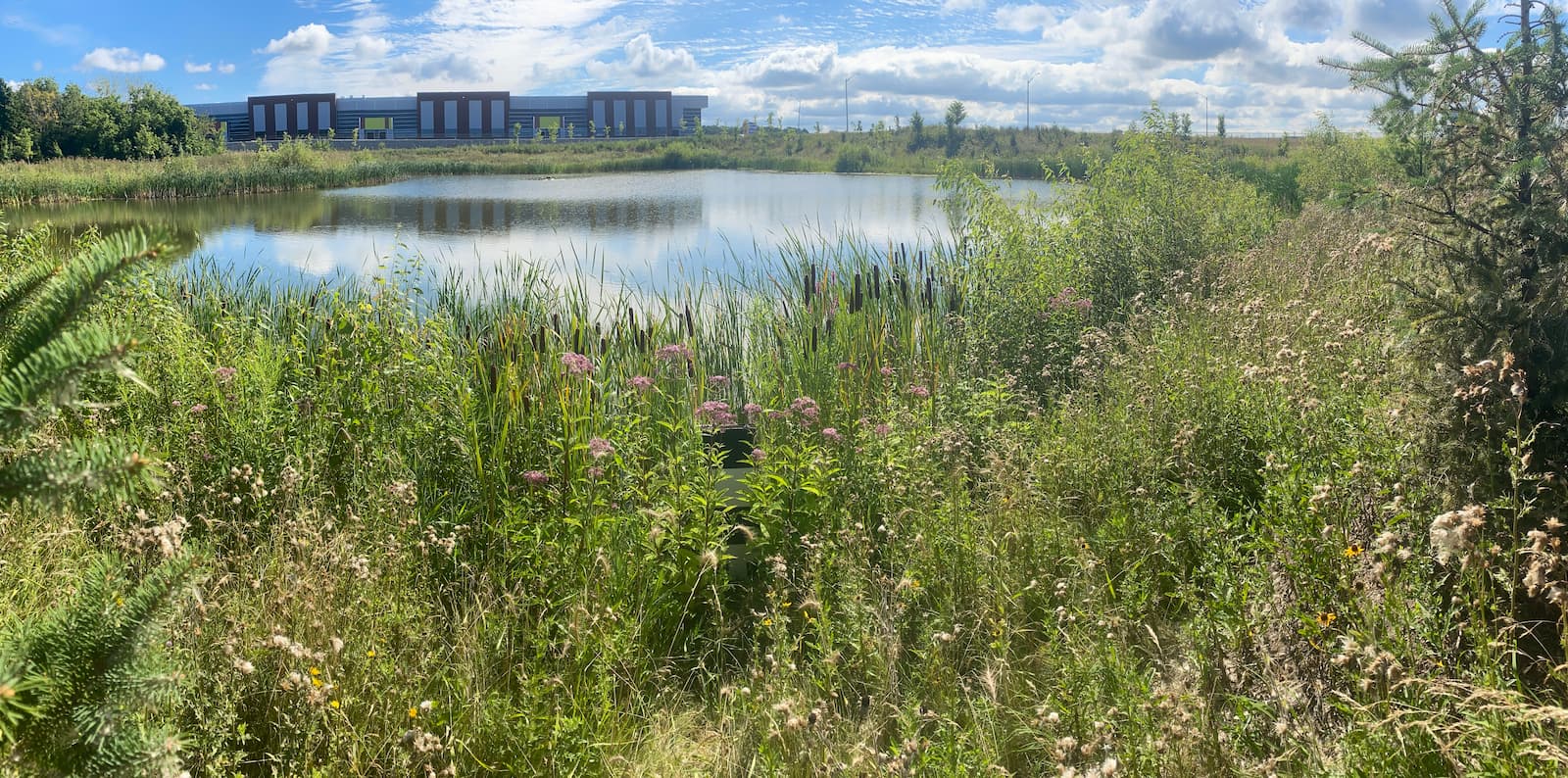 Addison Hall Wetland Design and Monitoring