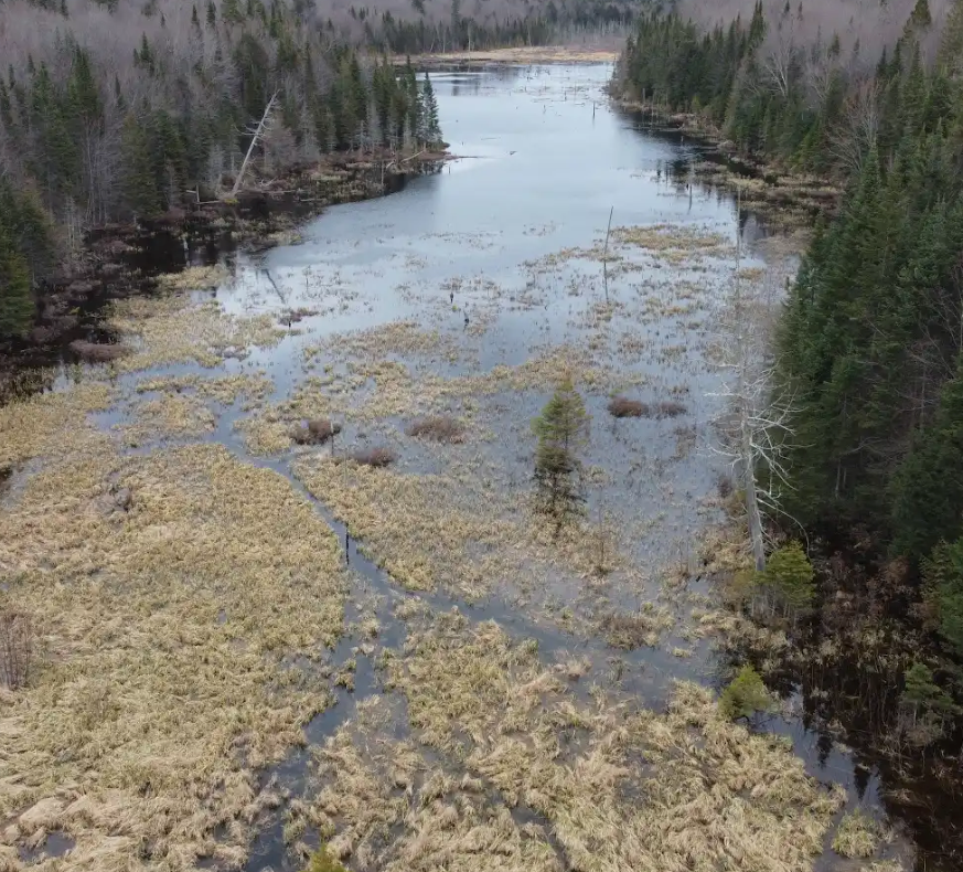 An ecologist trekking through a forested marsh.