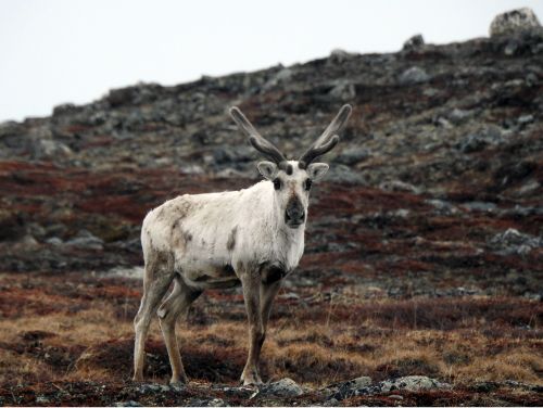 An elk on a mountain.