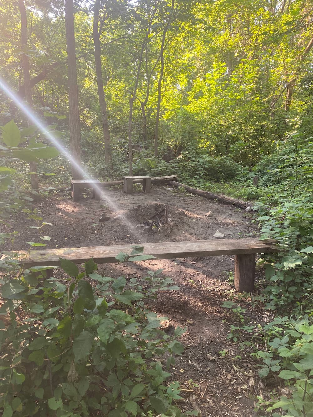 A bench in a forest.