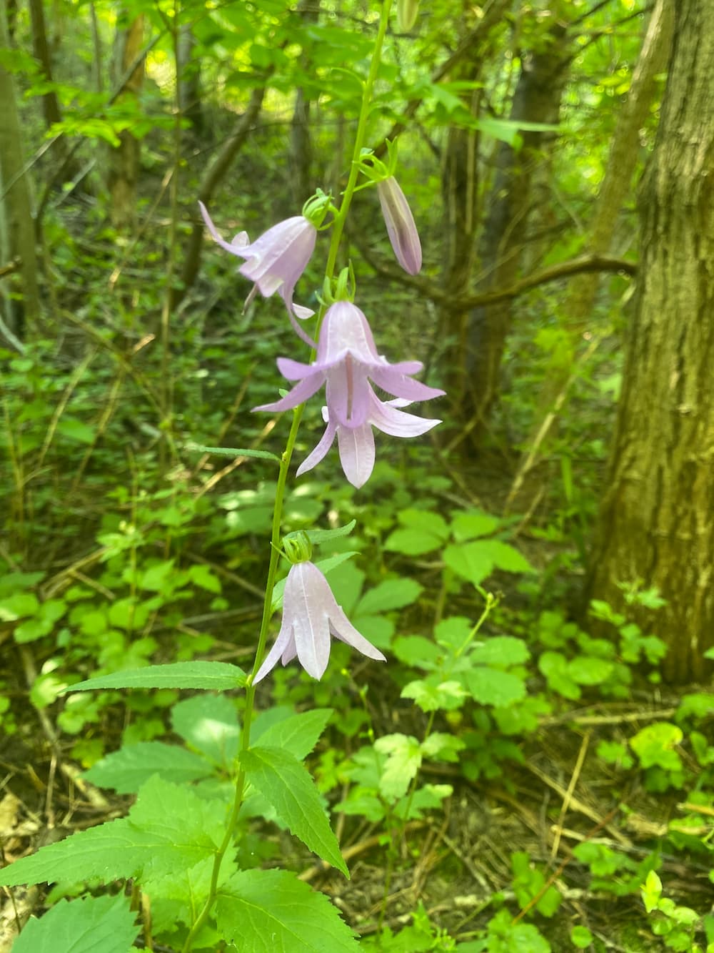 Flowers growing in a forest