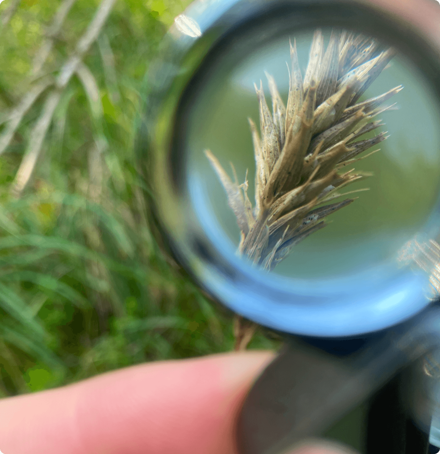 A leaf underneath a magnifying glass.