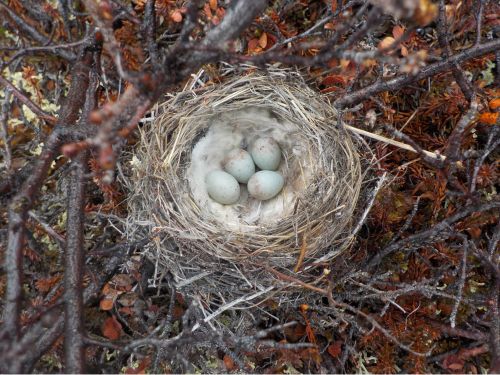 Bird eggs in a nest.