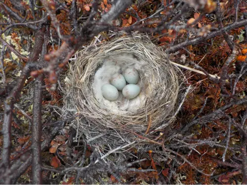 Bird eggs in a nest.