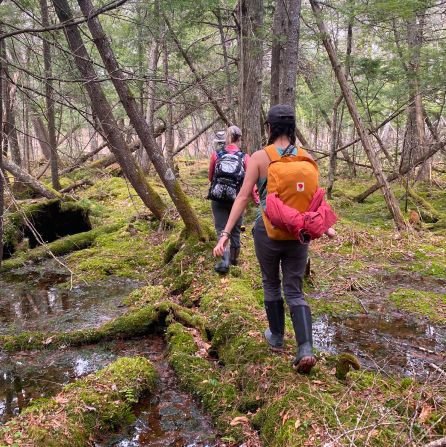 Two people walking through a forested marsh.