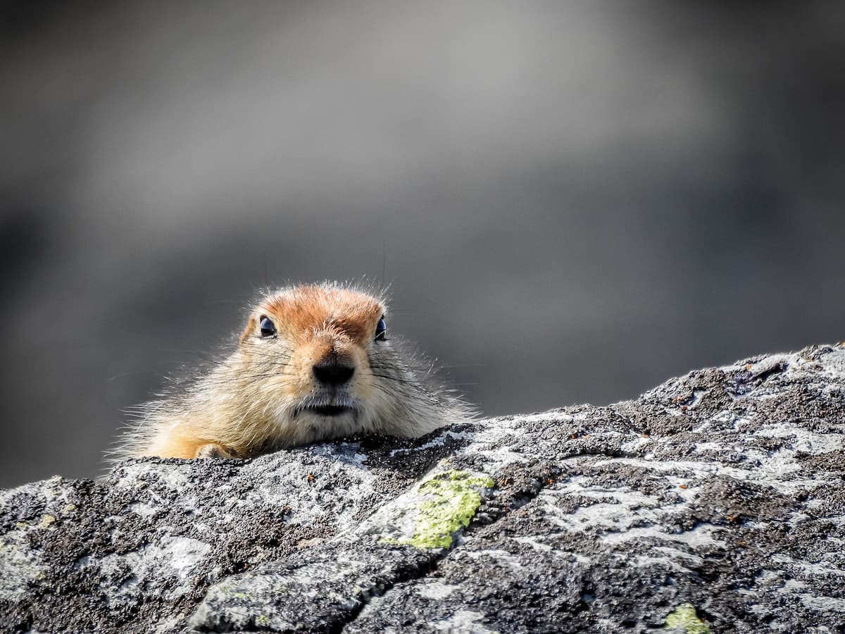 A gopher looking over a rock.