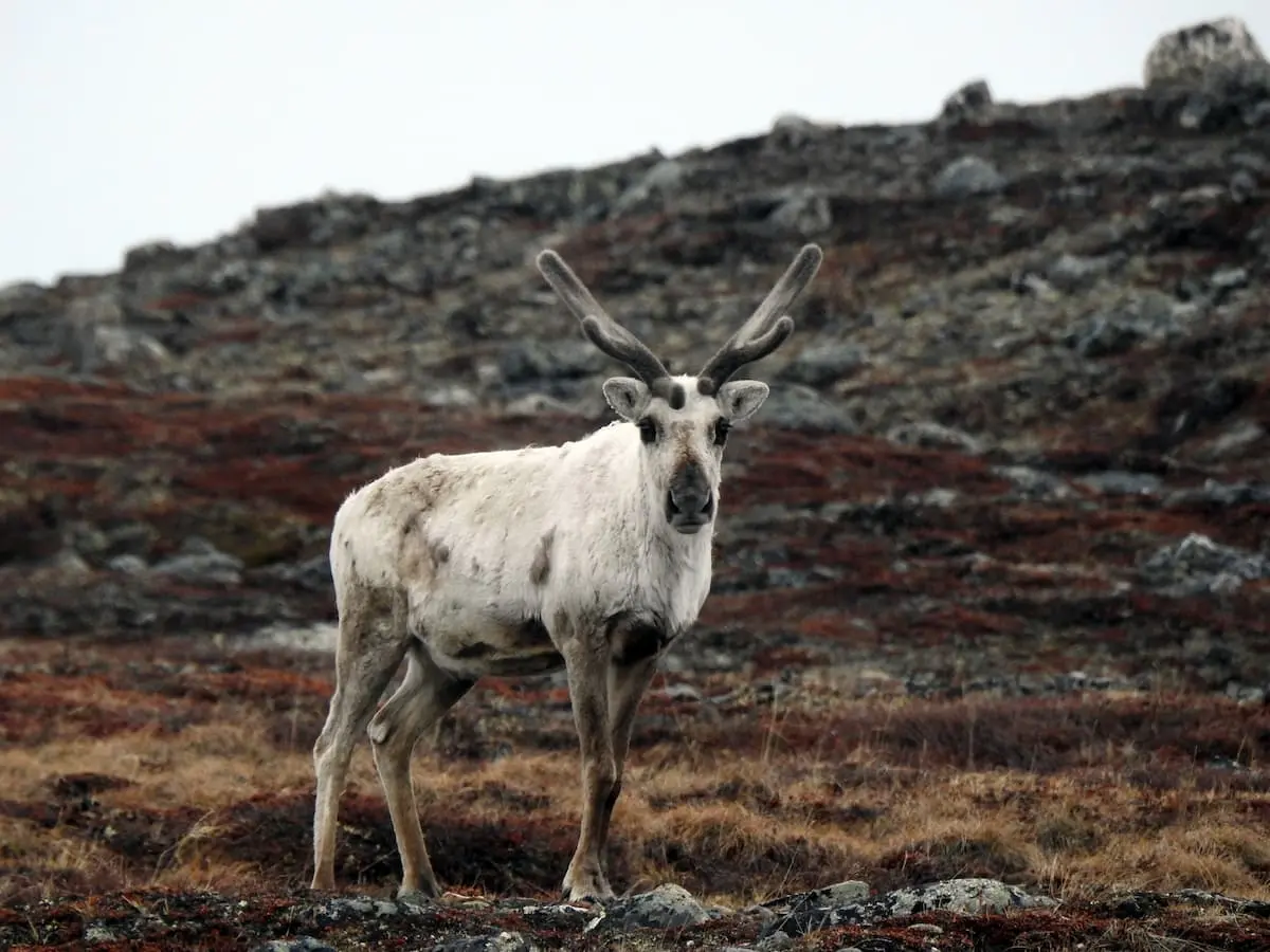 Caribou