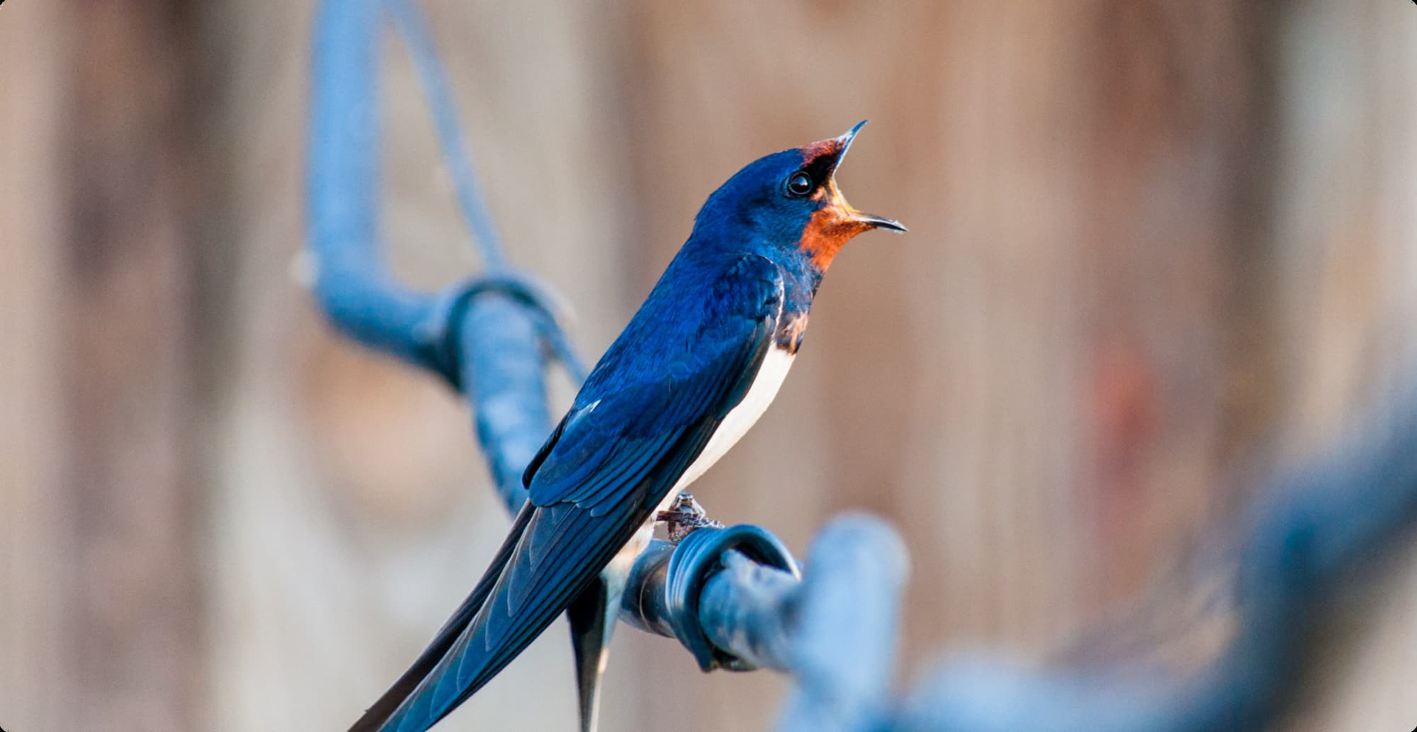 Picture of a bird.