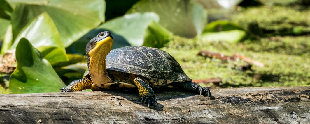 A turtle on a log looking upwards.