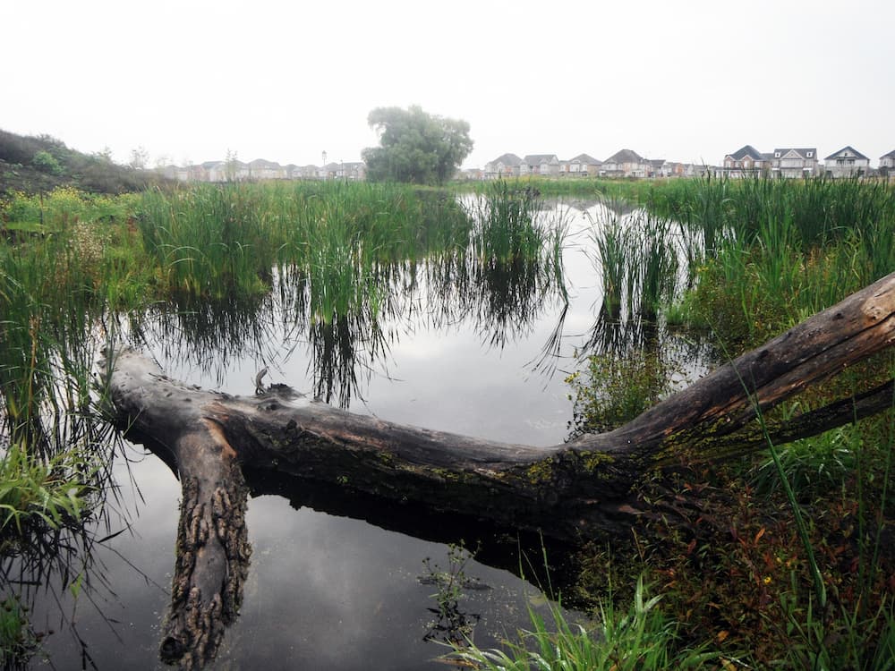 A log in marsh at O’Connor Park Wetland.