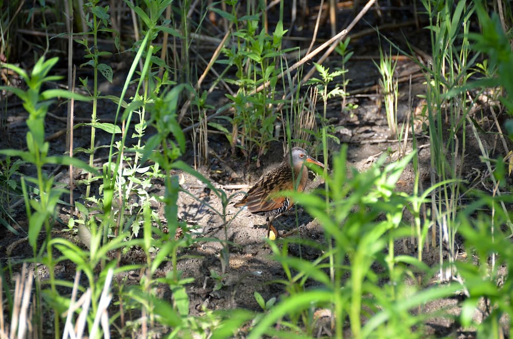 A bird walking at O’Connor Park Wetland.