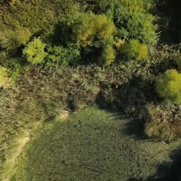 An ecologist walking through a marsh.