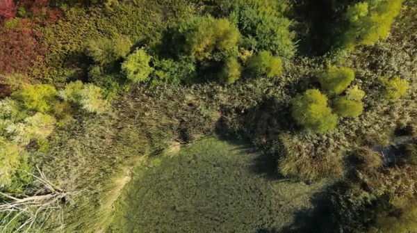 An ecologist walking through a marsh.