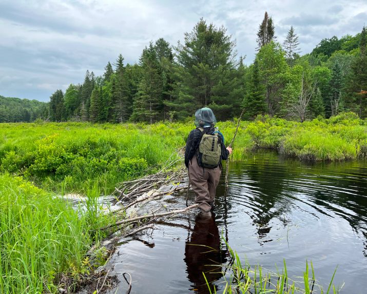 An ecologist walking through a marsh.