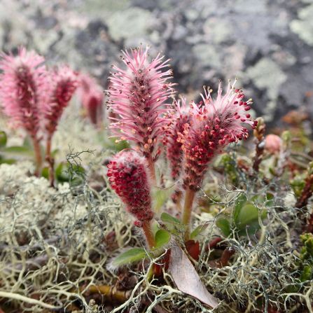 Spiky red flowers blooming in moss.