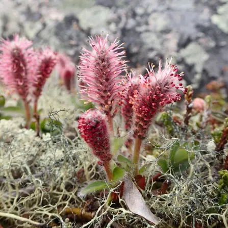 Spiky red flowers blooming in moss.