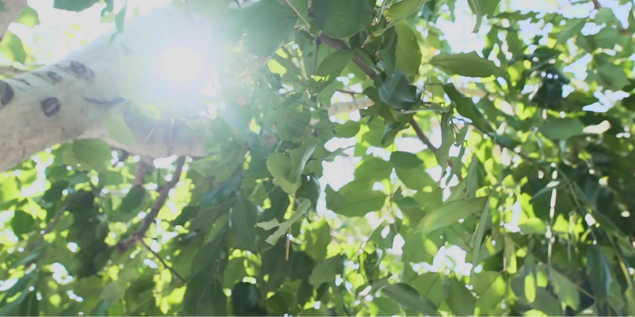 Glow of light peeking through the branches of a tree to represent Energy Saving