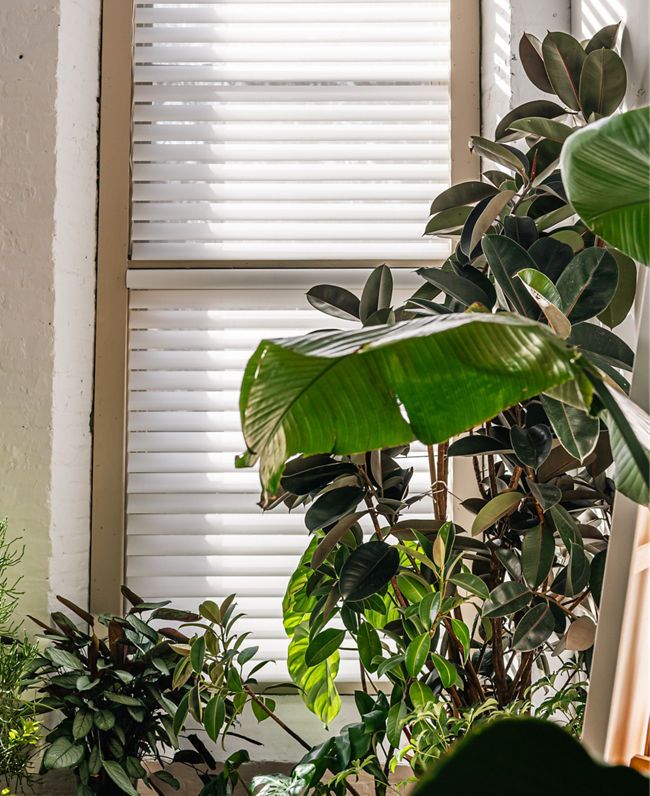 photo: hcarter-silhouette-window-plants-05:vertical-9-11