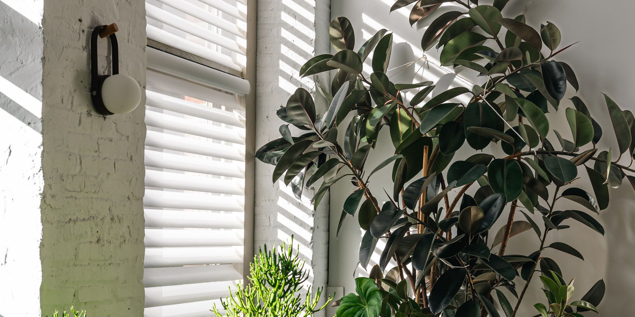 photo: hcarter-silhouette-window-plants-06:horizontal-lg