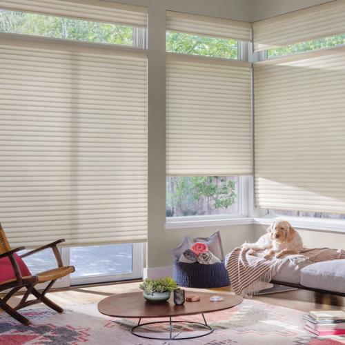 Dog sitting on couch and Sonnette Roller Cellular Shades on the Windows