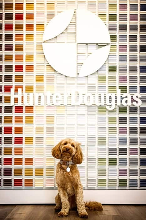 A dog in the The Shade Shop Inc. showroom.