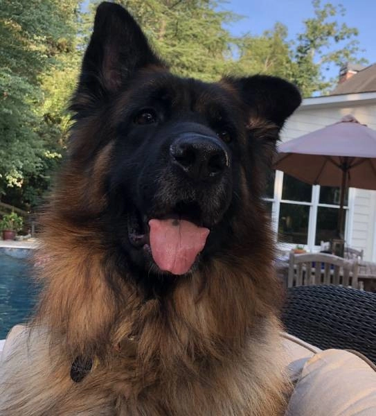 Roman the showroom dog.