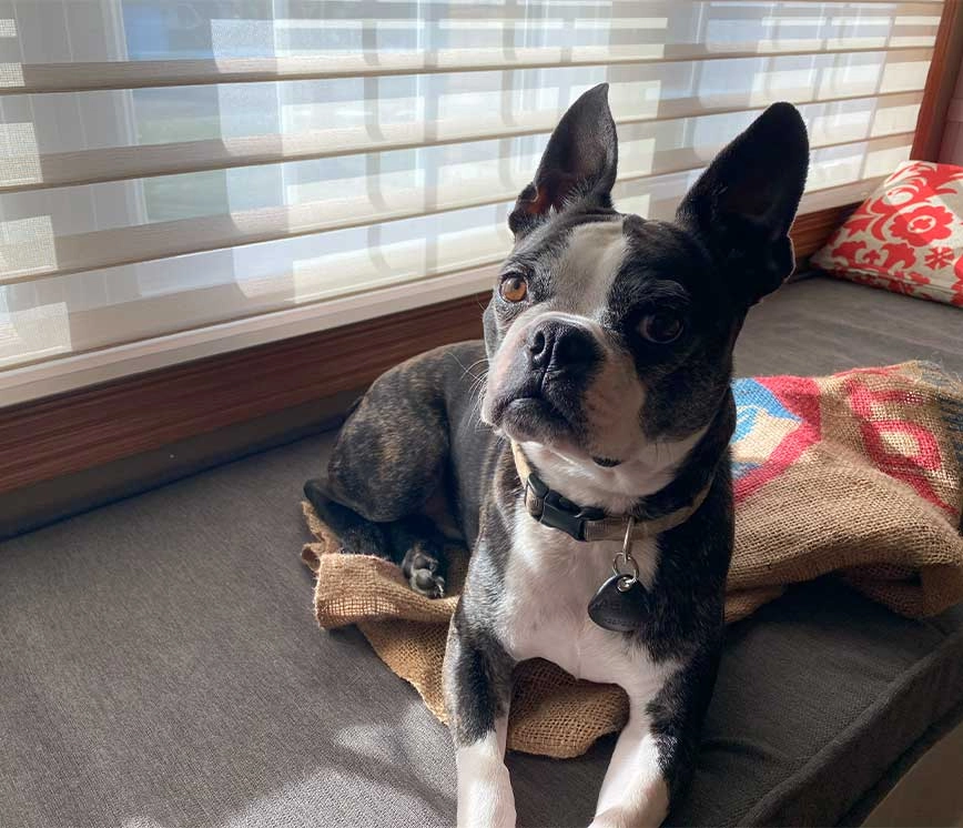 A dog