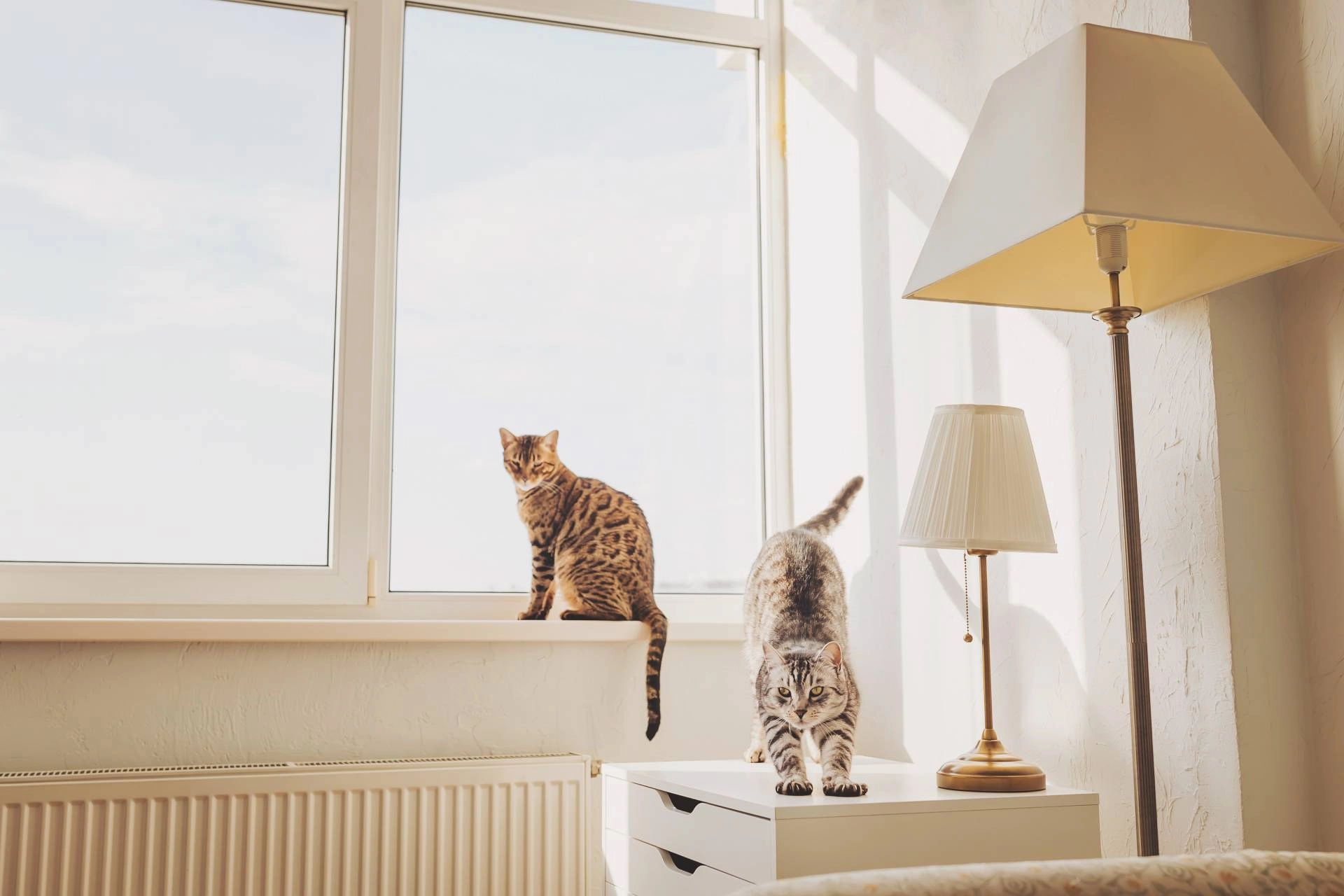 Two cats enjoy the morning sunlight from an east-facing window at Mr. K’s Fabric Shop near Quincy, IL