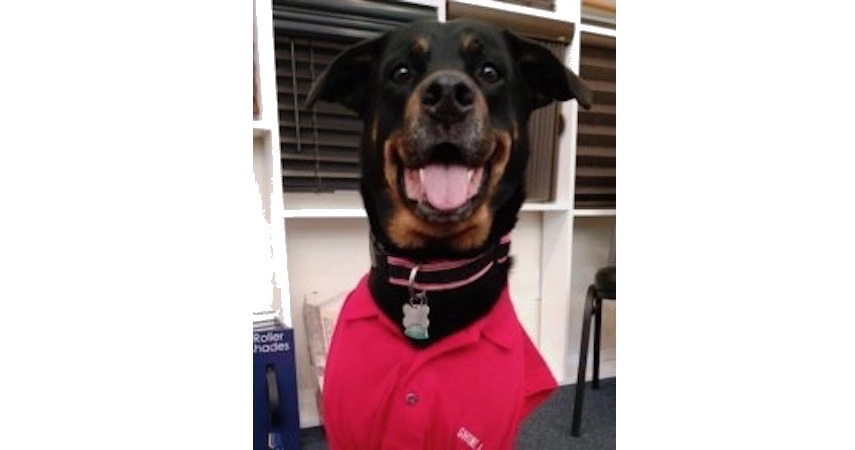 Hunter Douglas Dealer Image