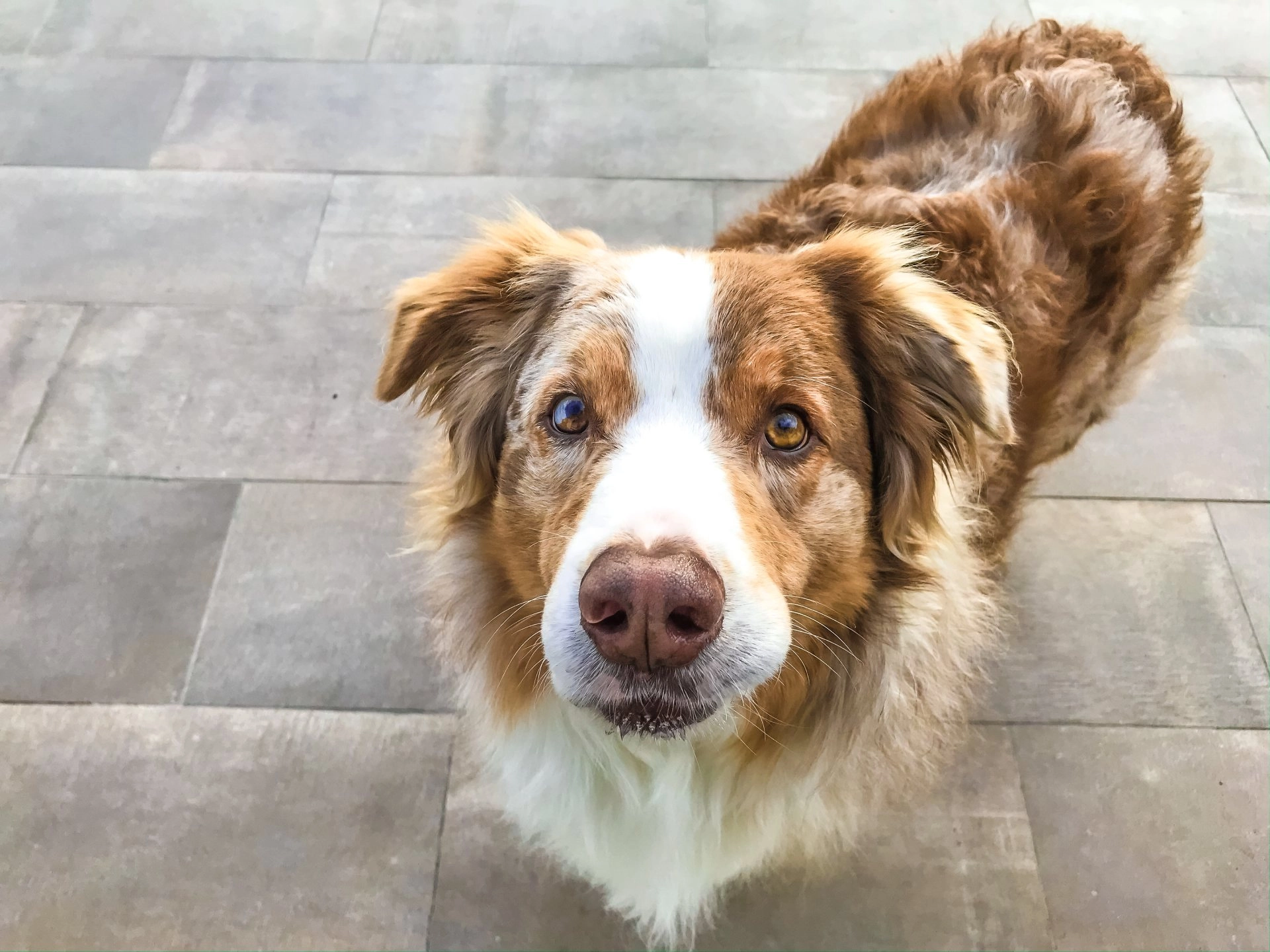 photo: 10038294-banner-best-flooring-options-for-homes-with-pets.jpg