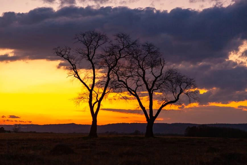 An image of an area in Hillsborough, NJ, with two trees and a cloudy sunset background