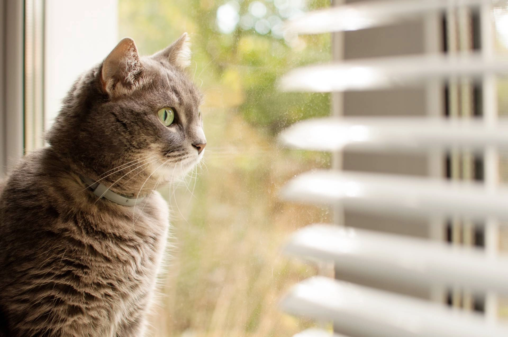 photo: 10024186-banner-what-blinds-are-best-for-homeowners-with-pets.jpg