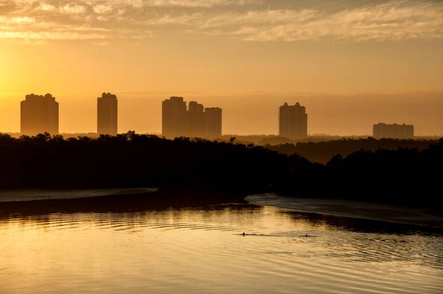 Dolphins swimming in Estero Bay during the sunrise, with highrises in the background