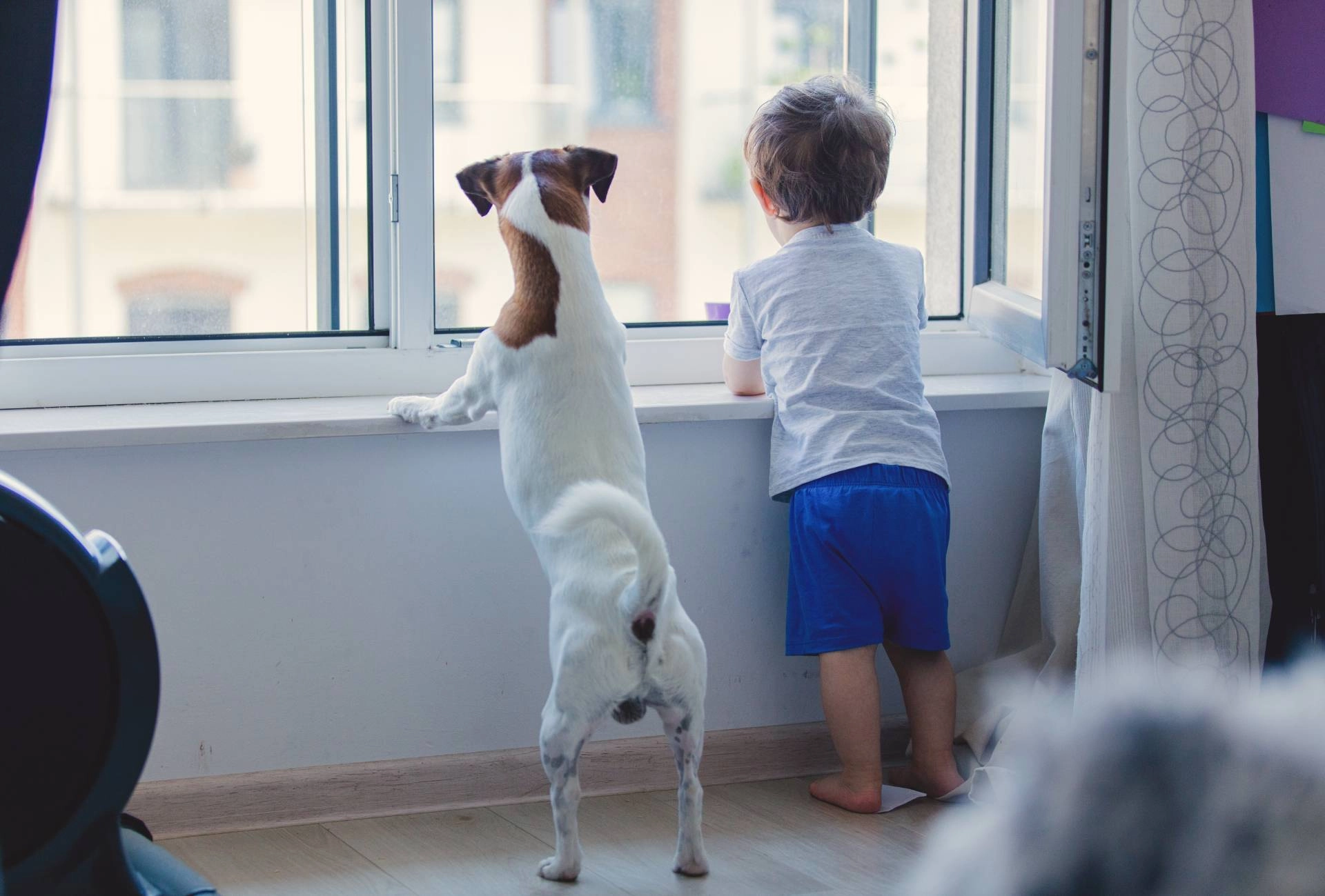 photo: 10038561-banner-safe-window-treatments-for-pets-and-children.jpg