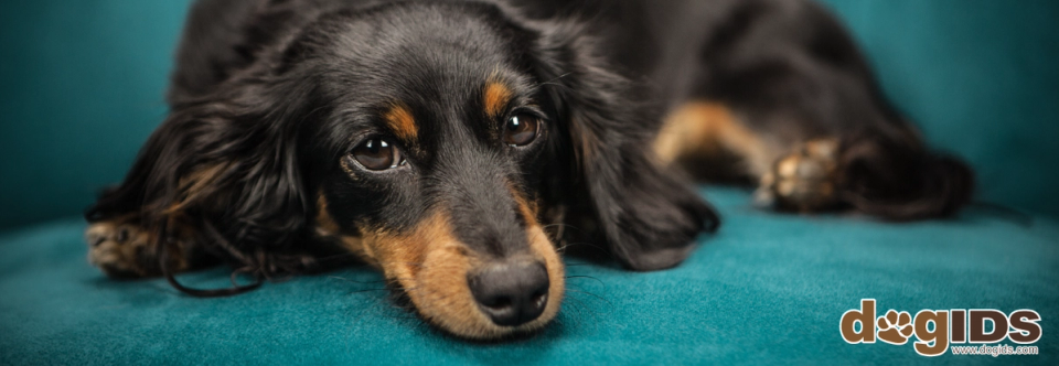 dogIDs Case Study SEO