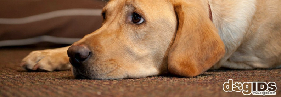 dogIDs Case Study PPC