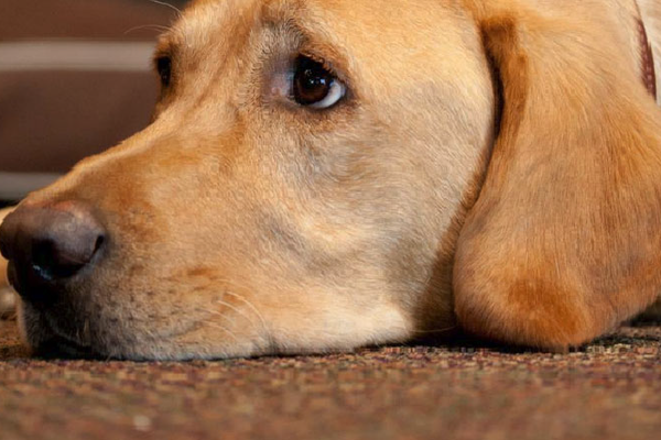 dogIDs Case Study PPC