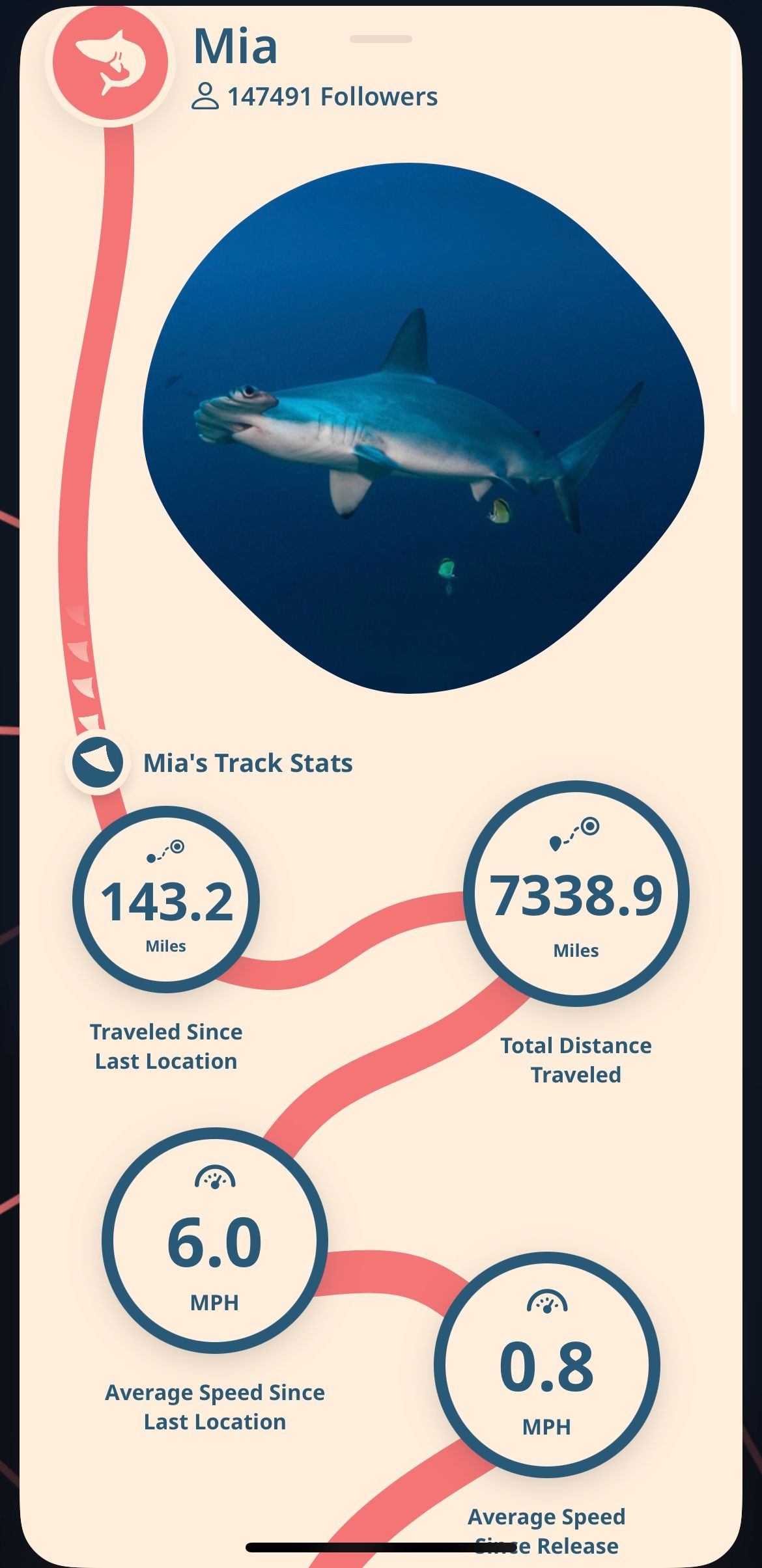hammerhead shark map