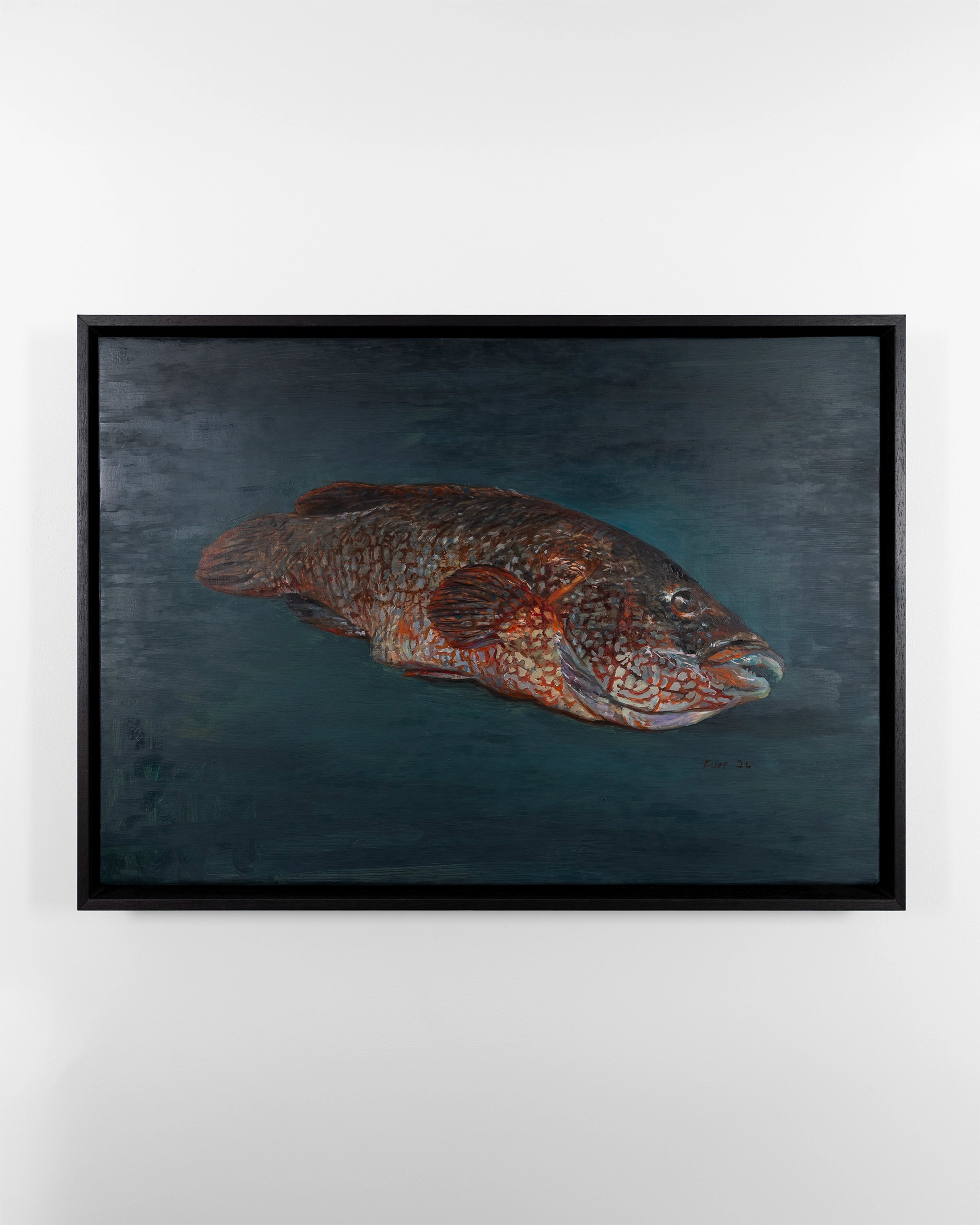Oil painting of a reddish-brown wrasse fish with intricate patterning, positioned horizontally against a deep teal-blue background, in a black frame