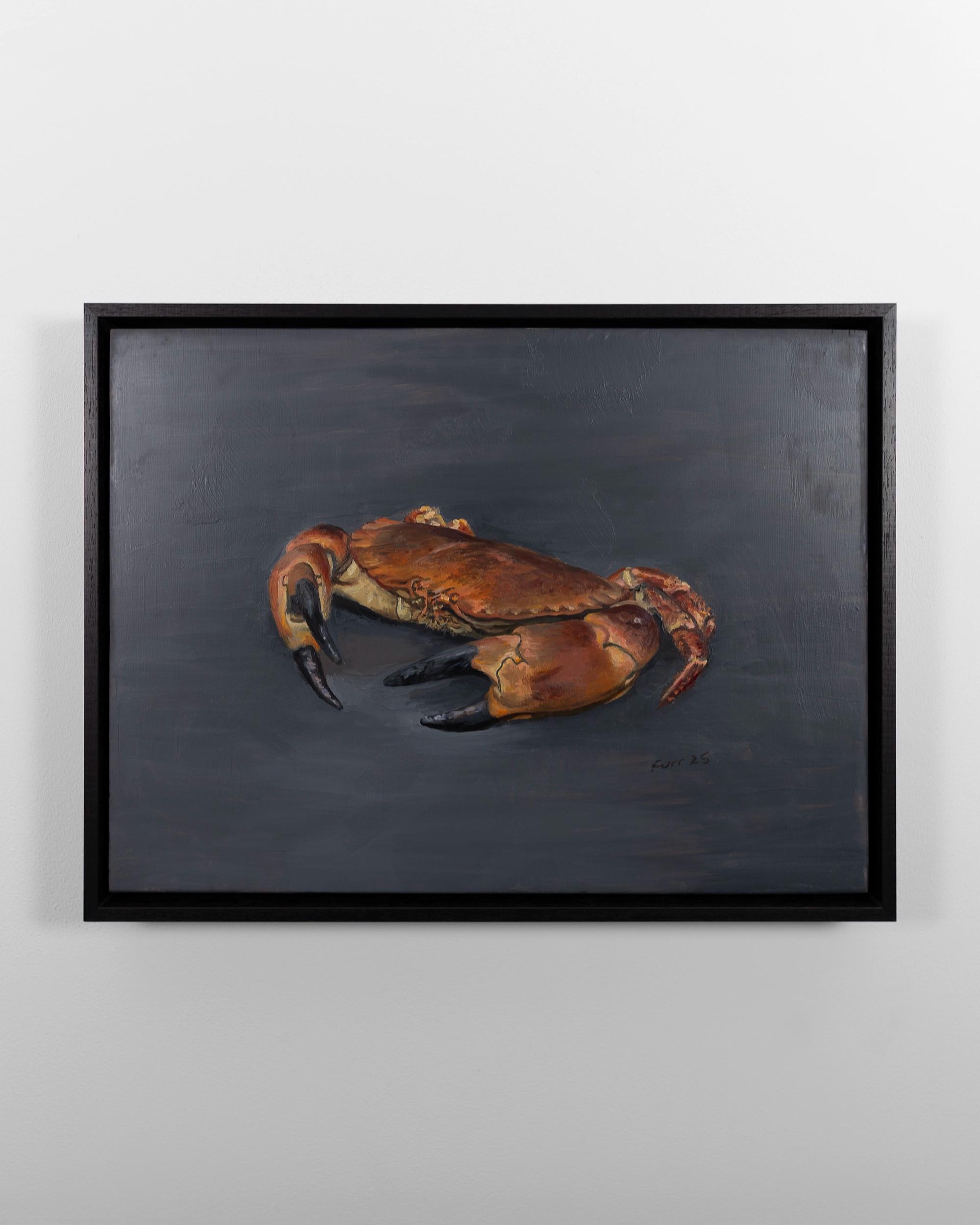 Cornish Cock Crab on Grey