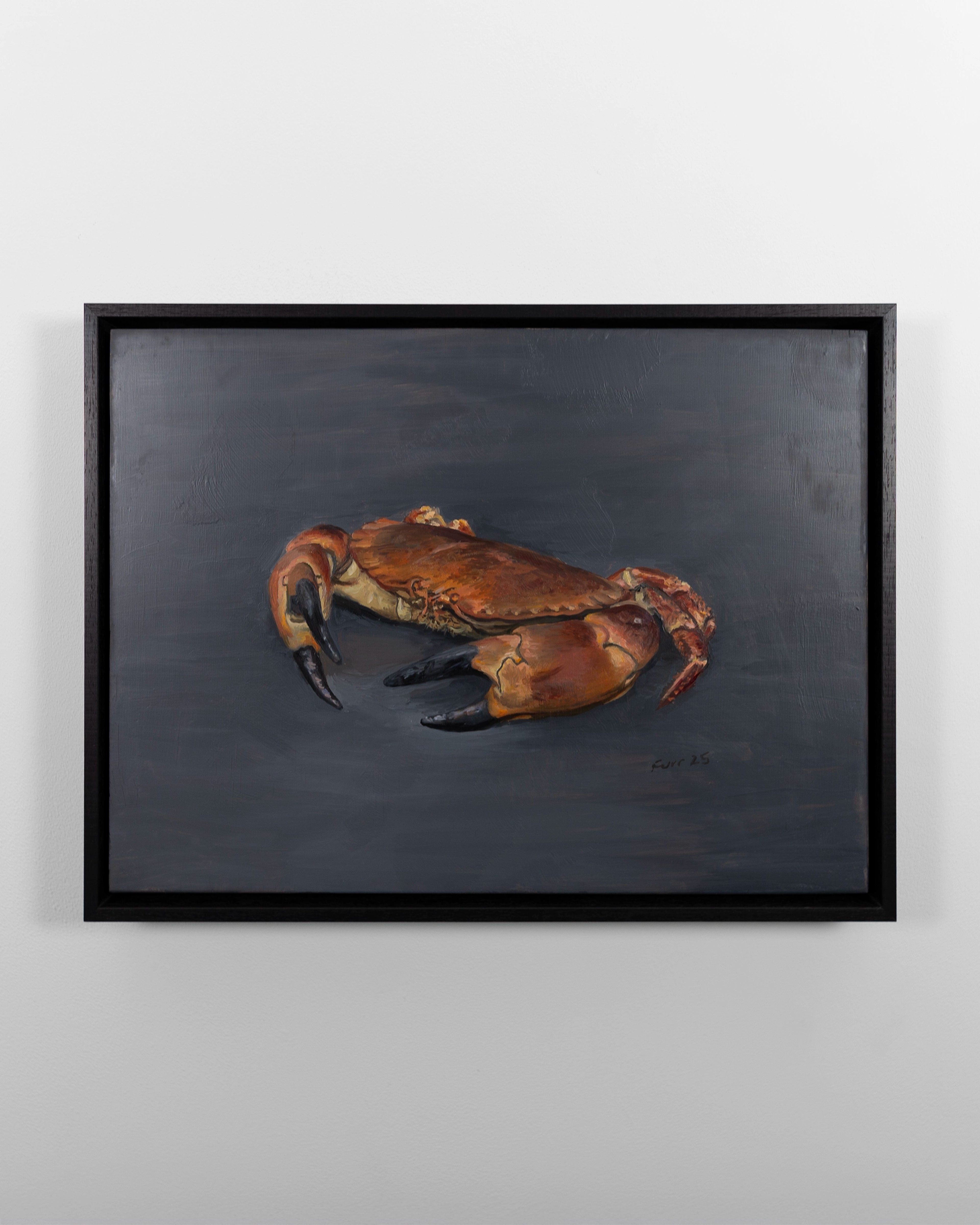 Cornish Cock Crab on Grey