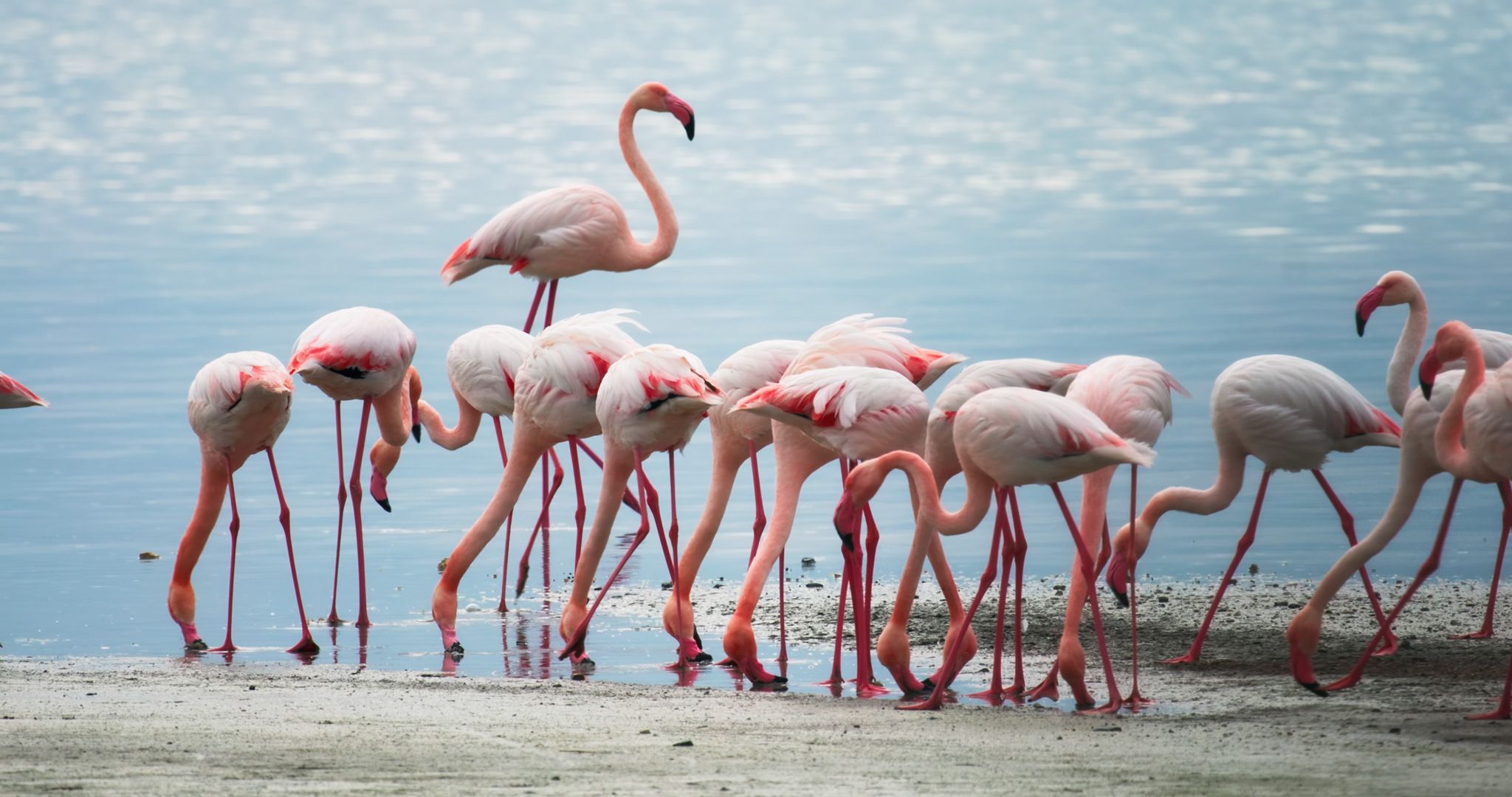 Greater flamingos feeding in a salt lake in Cyprus.