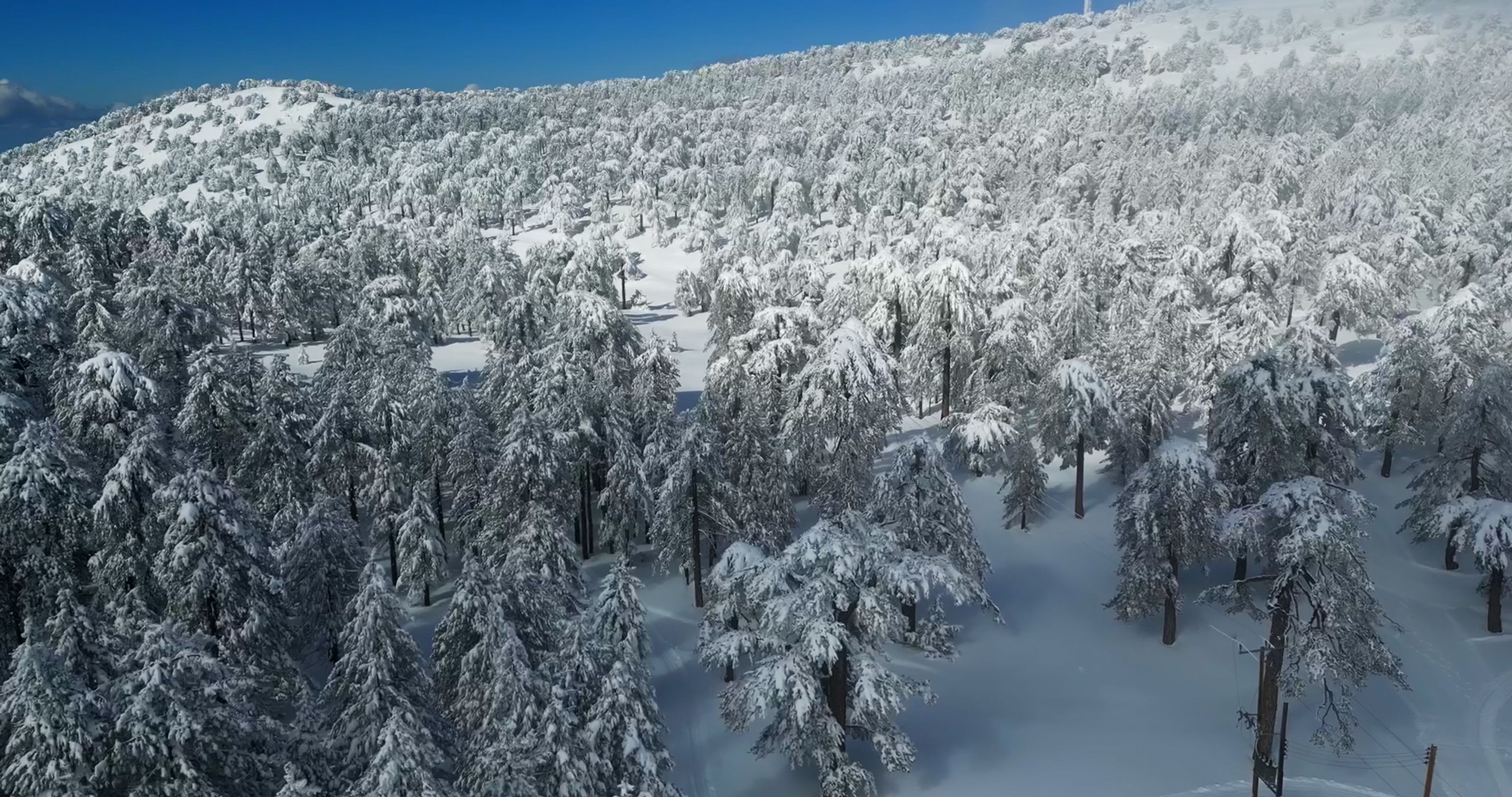 Aerial view of a snow-covered pine forest in the Troodos Mountains.