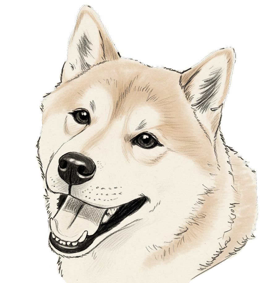 Shiba Inu drawing