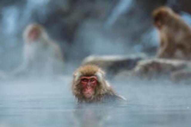 monkey, hot spring