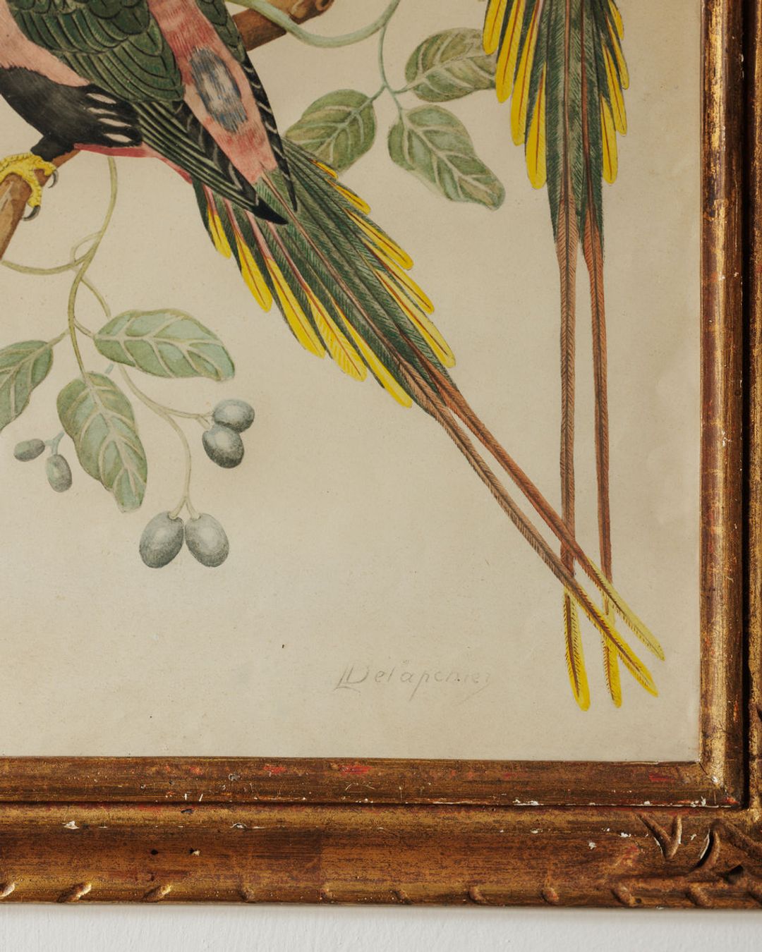 Bird Framed Print - III