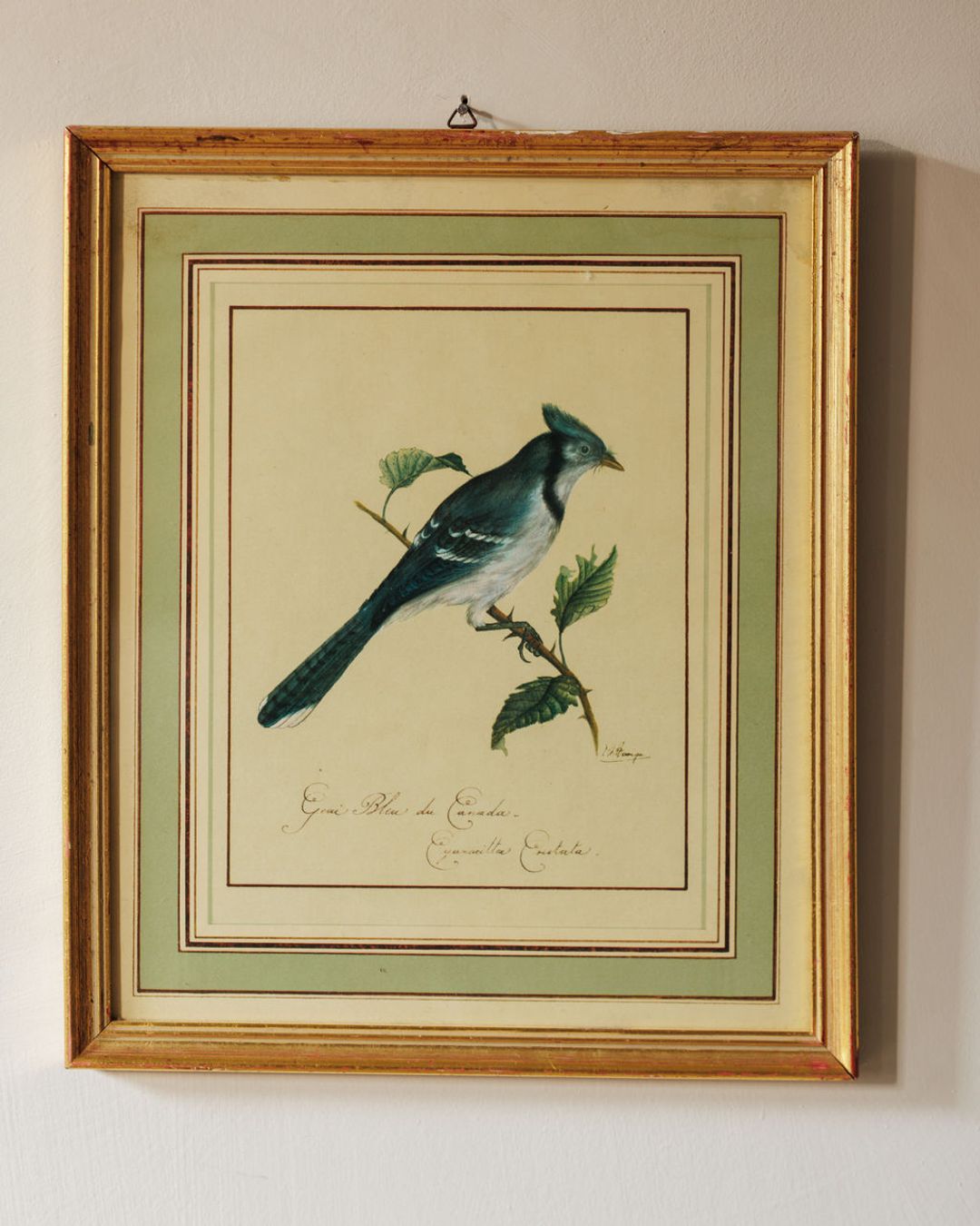 Bird Framed Print - I