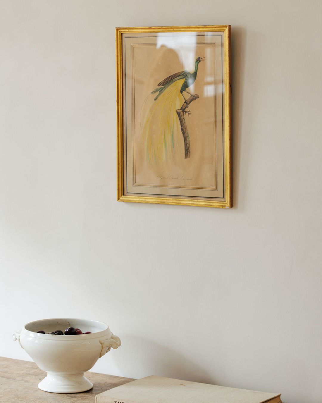 Bird Framed Print - IV